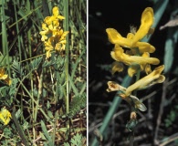 Corydalis crystallina