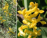 Corydalis curvisiliqua