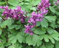 Corydalis solida