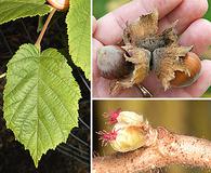 Corylus avellana