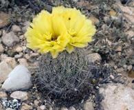 Coryphantha echinus