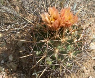 Coryphantha robustispina