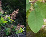 Cotinus obovatus