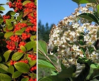 Cotoneaster coriaceus