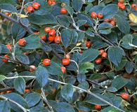 Cotoneaster franchetii