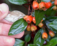 Cotoneaster simonsii