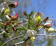 Coursetia glandulosa