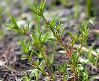 Crassula aquatica