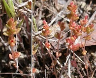 Crassula connata