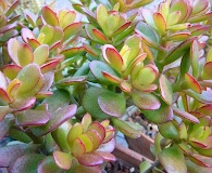 Crassula ovata