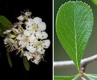 Crataegus berberifolia