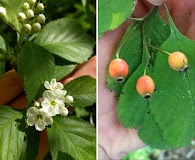 Crataegus calpodendron