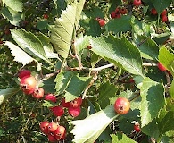 Crataegus chrysocarpa