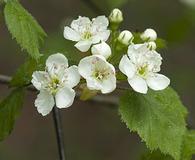 Crataegus coccinea