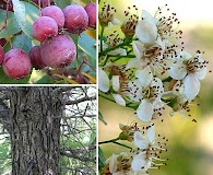 Crataegus crus-galli