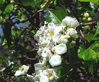 Crataegus erythropoda