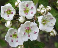 Crataegus holmesiana