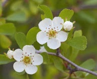 Crataegus lassa