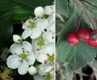 Crataegus macracantha