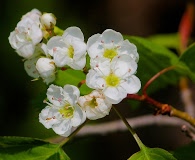 Crataegus macrosperma