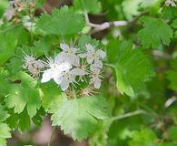 Crataegus marshallii