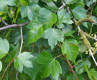 Crataegus phaenopyrum