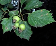 Crataegus pruinosa