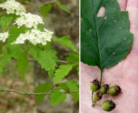 Crataegus schuettei