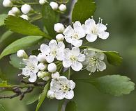 Crataegus spathulata