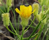 Crepis barbigera