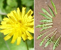 Crepis capillaris