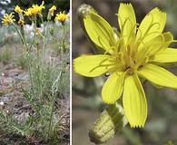 Crepis intermedia