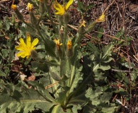 Crepis monticola