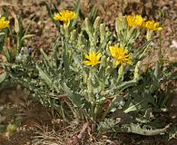 Crepis occidentalis