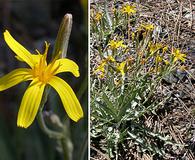 Crepis pleurocarpa