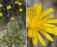 Crepis runcinata