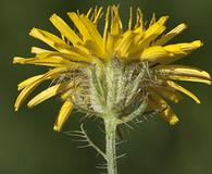 Crepis setosa