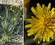 Crepis tectorum