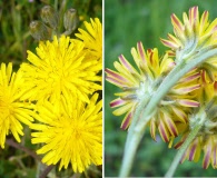 Crepis vesicaria