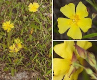 Crocanthemum georgianum