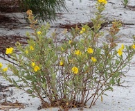 Crocanthemum nashii