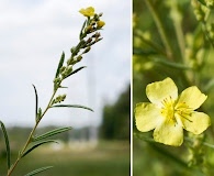 Crocanthemum rosmarinifolium