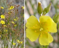 Crocanthemum scoparium