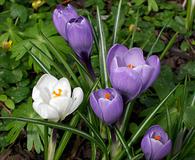 Crocus vernus