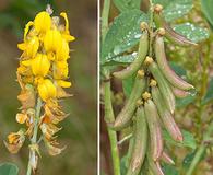 Crotalaria pallida