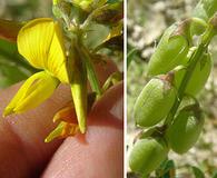 Crotalaria pumila