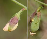 Crotalaria purshii