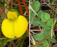 Crotalaria rotundifolia