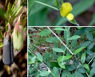 Crotalaria sagittalis