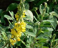 Crotalaria spectabilis